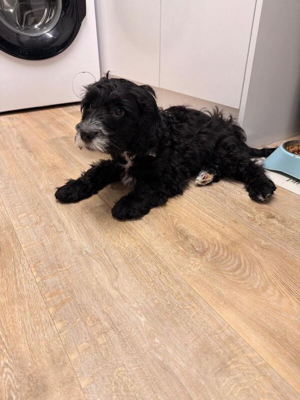 Cockapoo puppy - Image 3 of 5