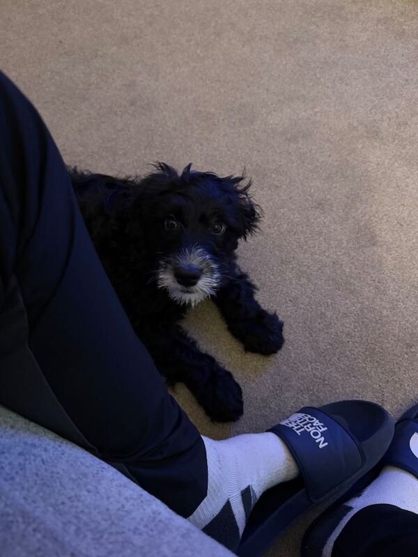 Cockapoo puppy - Image 4 of 5