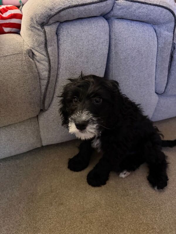 Cockapoo puppy - Image 5 of 5