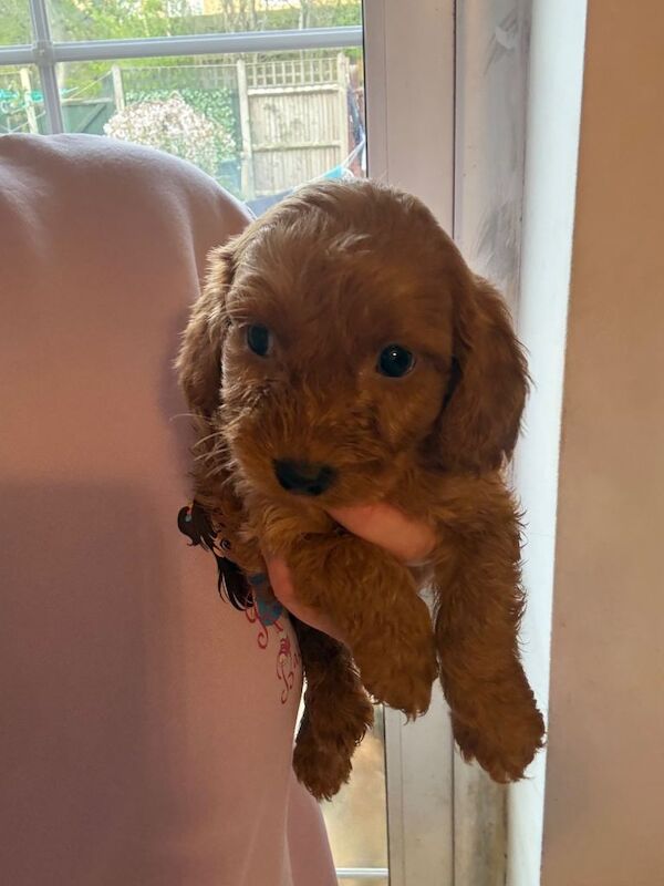 Cockapoo puppy - Image 2 of 3