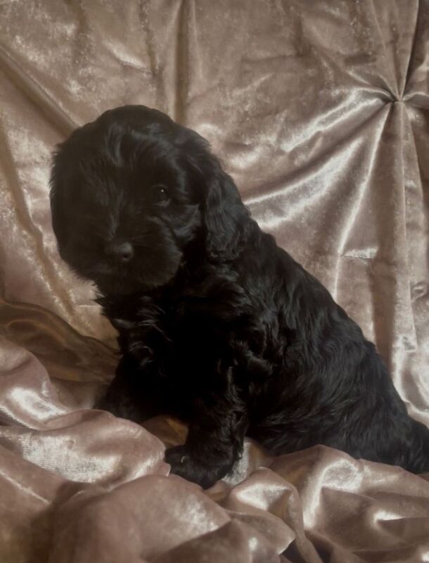 Cockapoo puppy - Image 2 of 3