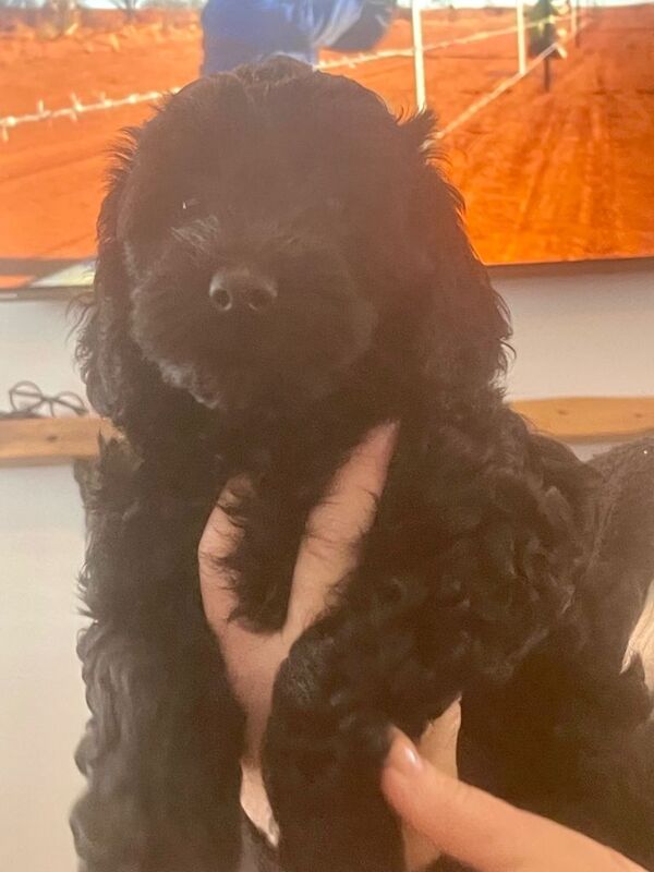 Cockapoo puppy - Image 3 of 3