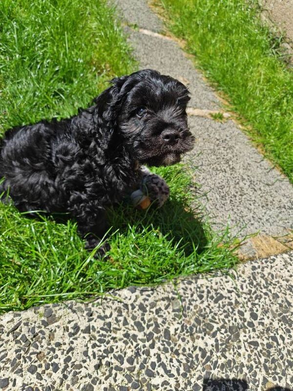 Cockapoo puppy