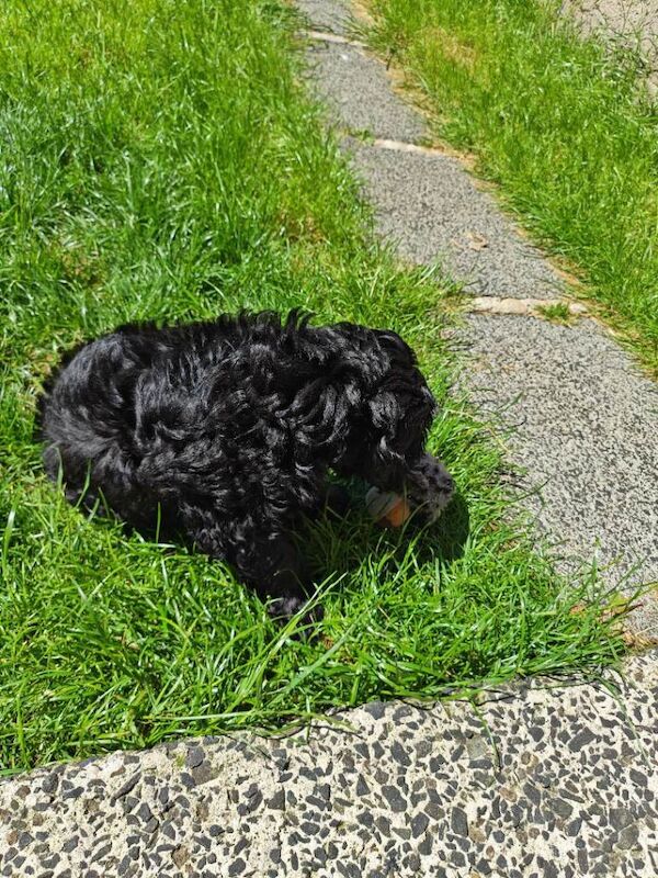 Cockapoo puppy - Image 2 of 4