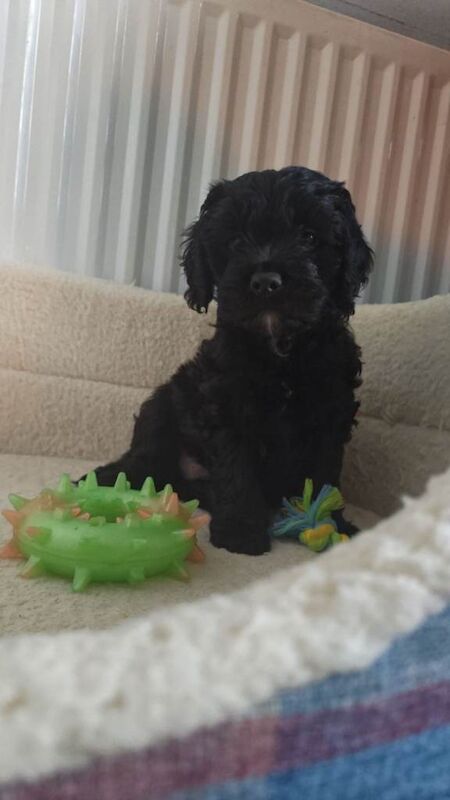 Cockapoo puppy - Image 3 of 4