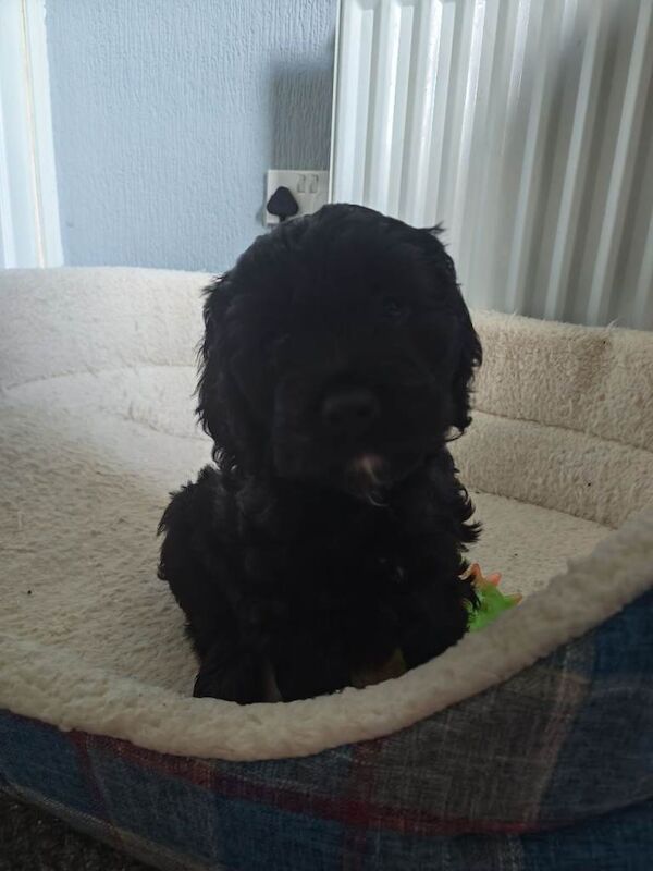 Cockapoo puppy - Image 4 of 4