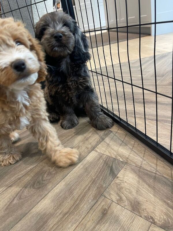 Cockapoo puppy - Image 2 of 5