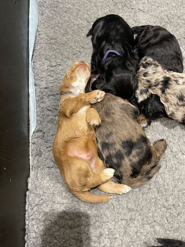 Cockapoo puppy - Image 3 of 5