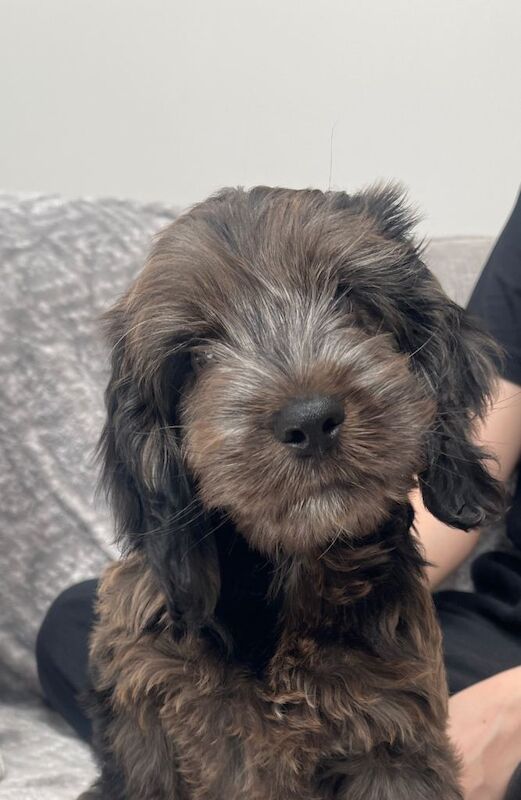 Cockapoo puppy - Image 4 of 5