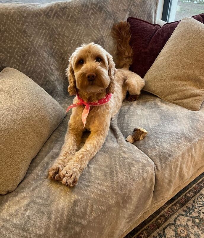 Cockapoo puppy - Image 5 of 5