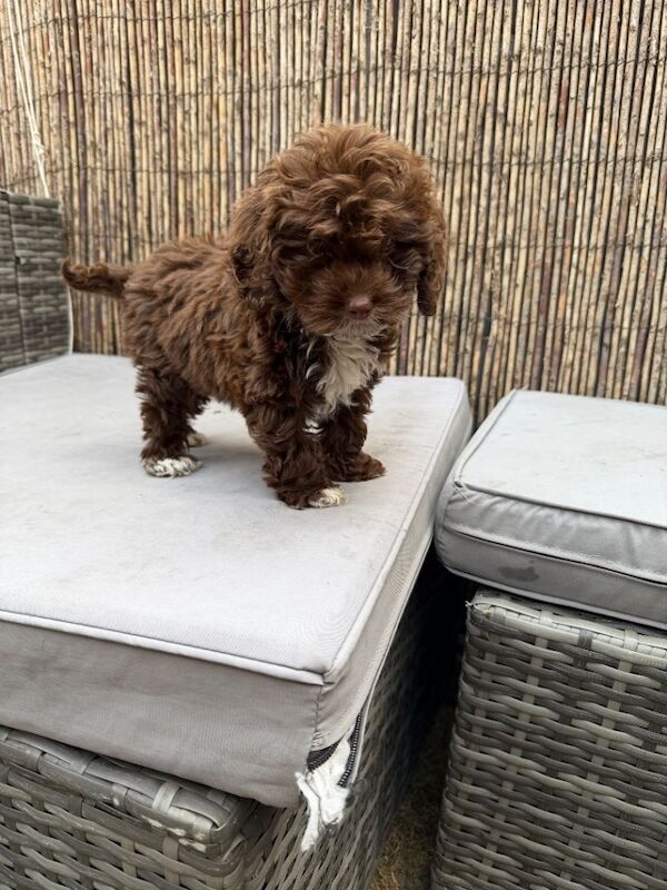 Cockapoo puppy
