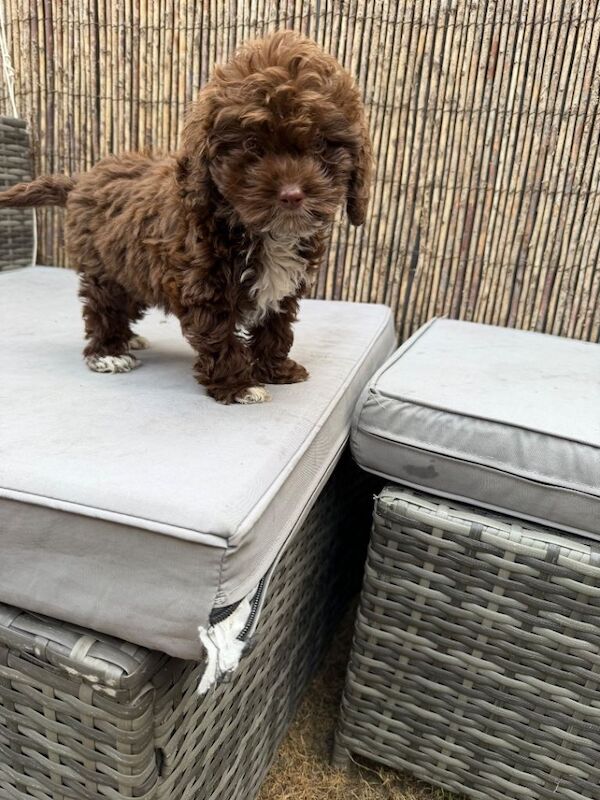 Cockapoo puppy - Image 2 of 2