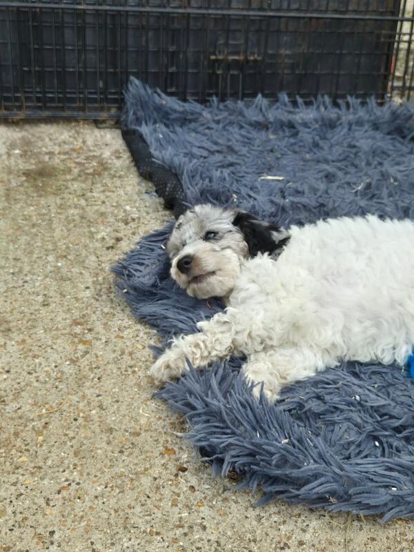 Cockapoo puppy - Image 2 of 3