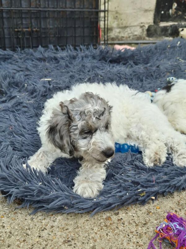 Cockapoo puppy - Image 3 of 3