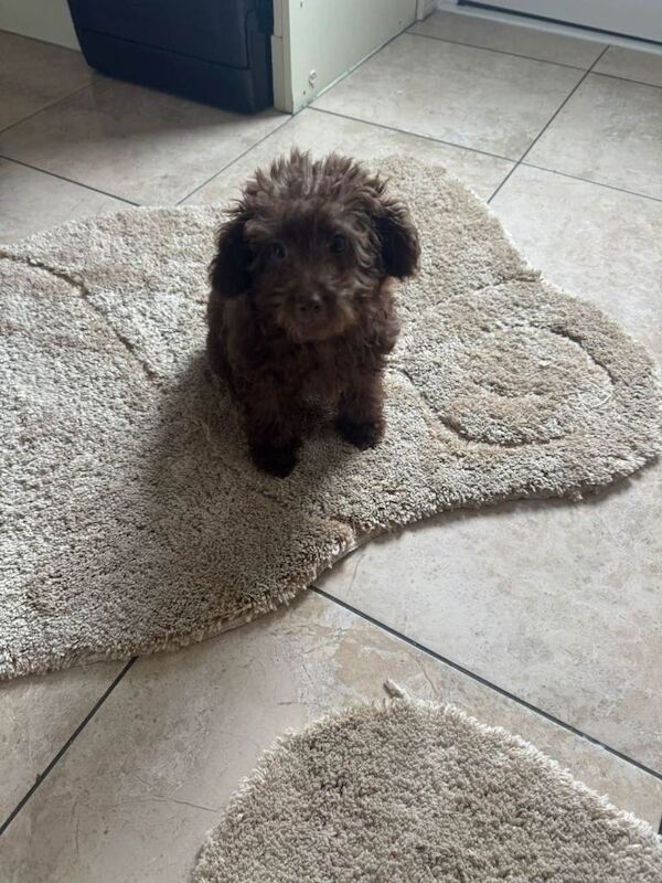 Cockapoo puppy