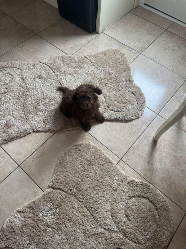Cockapoo puppy - Image 2 of 2