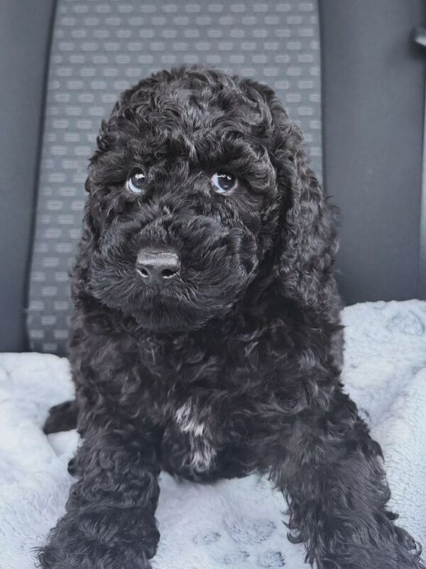 Cockapoo puppy