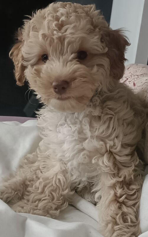Cockapoo puppy for sale in Leeds, West Yorkshire - Image 1