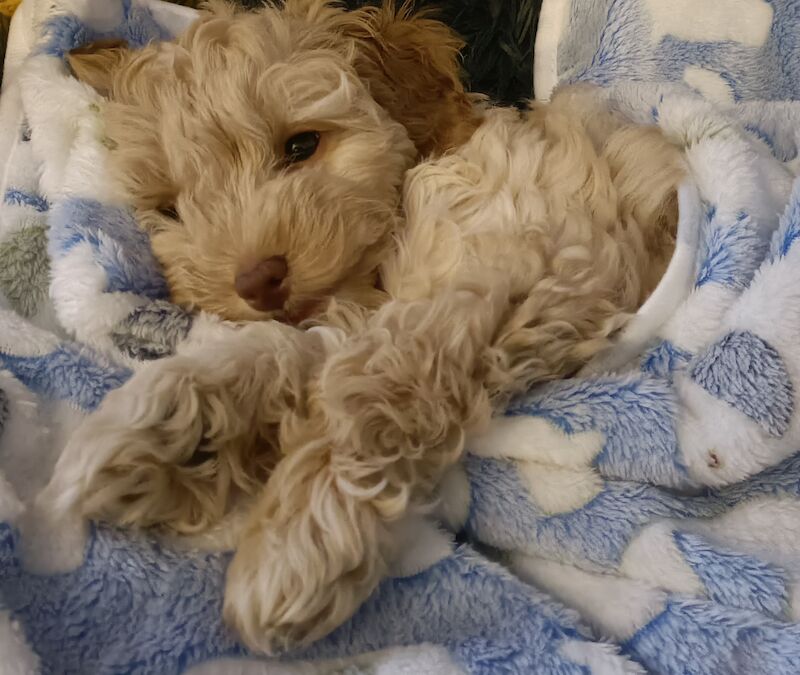 Cockapoo puppy for sale in Leeds, West Yorkshire - Image 2