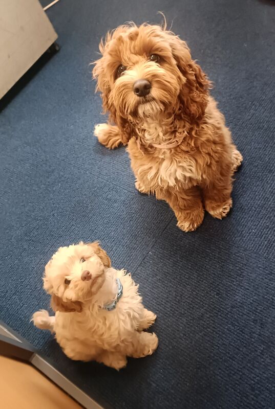 Cockapoo puppy for sale in Leeds, West Yorkshire - Image 3