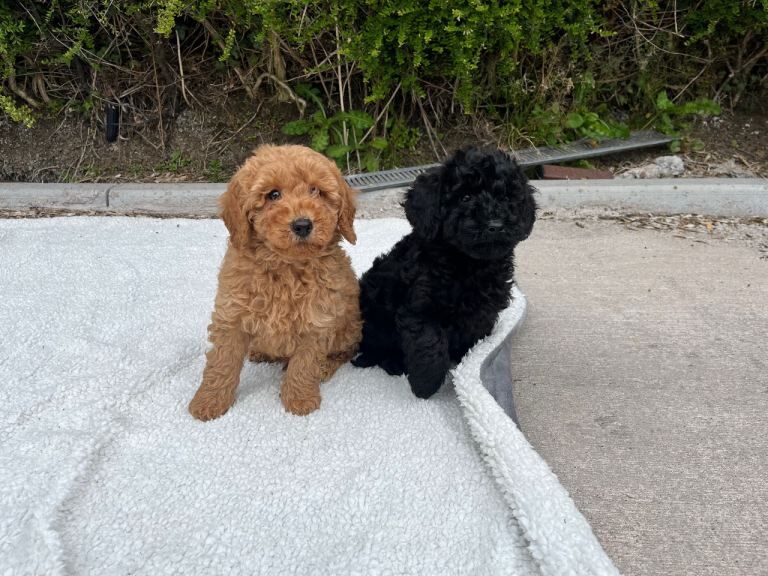 Cockapoo puppy boy