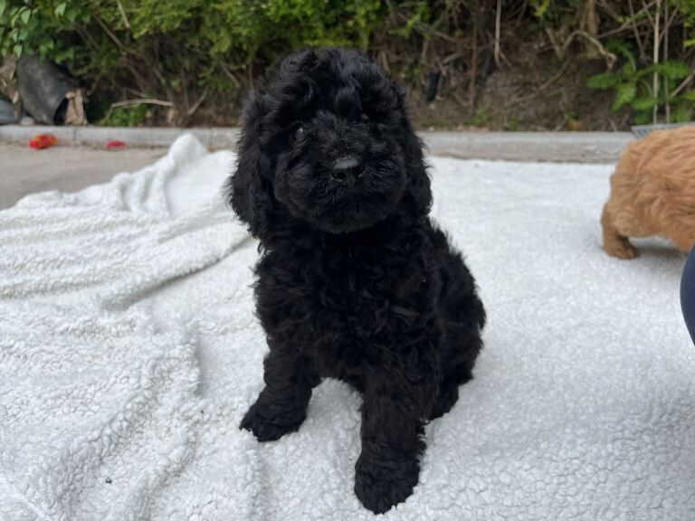 Cockapoo puppy boy - Image 2 of 3