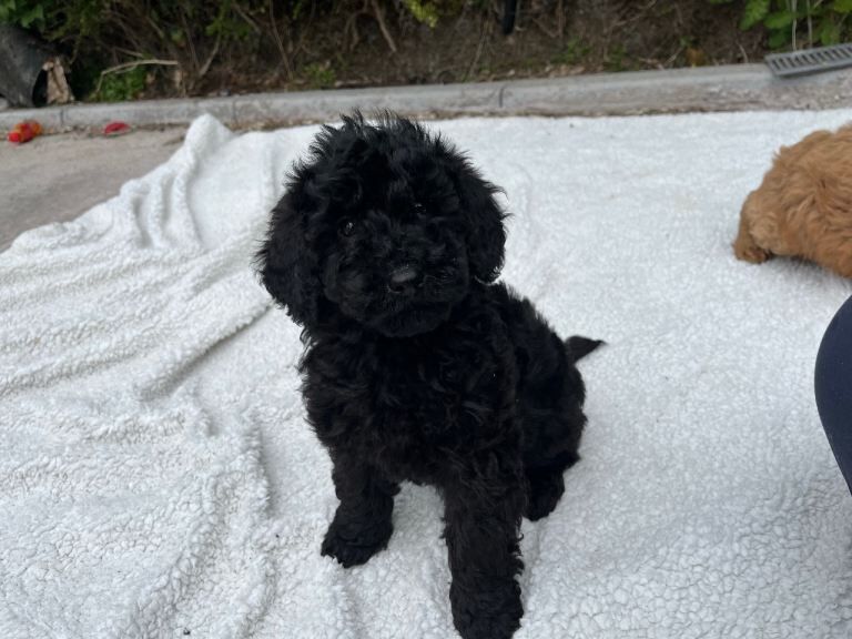 Cockapoo puppy boy - Image 3 of 3
