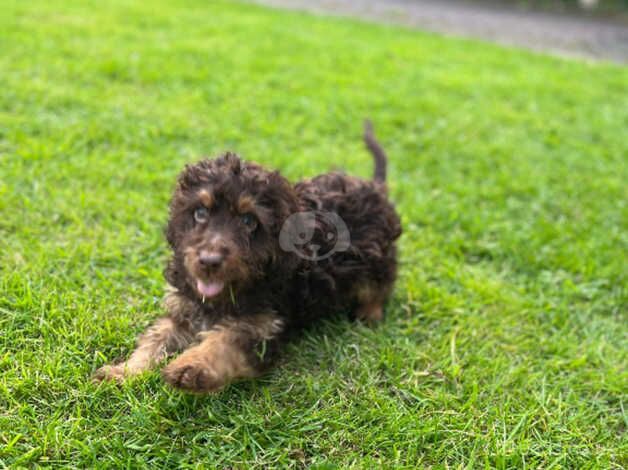 Cockapoo puppies for sale in Nelson, Lancashire – 1 year old - Image 2 of 4