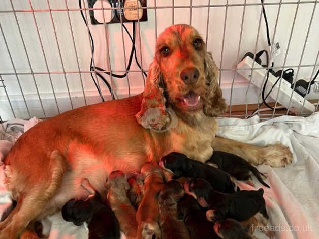Cockapoo puppies for sale in Nelson, Lancashire – 1 year old - Image 4 of 4