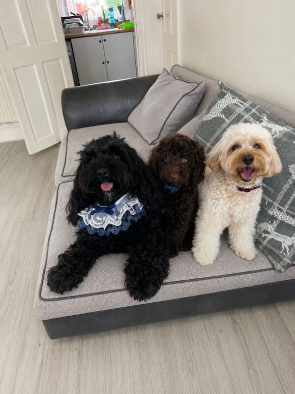 Cockapoo Puppy for Sale 1 boy left - Image 2 of 3