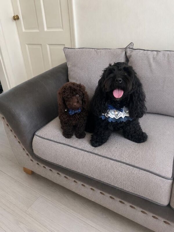 Cockapoo Puppy for Sale 1 boy left - Image 3 of 3