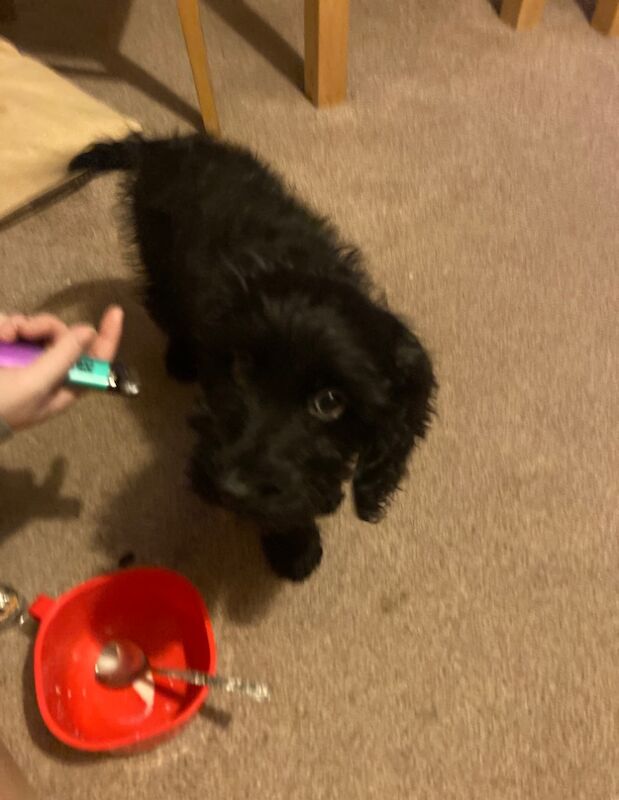 Cockapoo puppy for sale in Inverurie, Aberdeenshire | Image 2