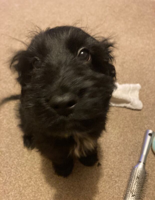 Cockapoo puppy for sale in Inverurie, Aberdeenshire | Image 3