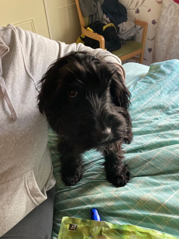 Cockapoo puppies for sale in Inverurie, Aberdeenshire – 10 months old - Image 4 of 7