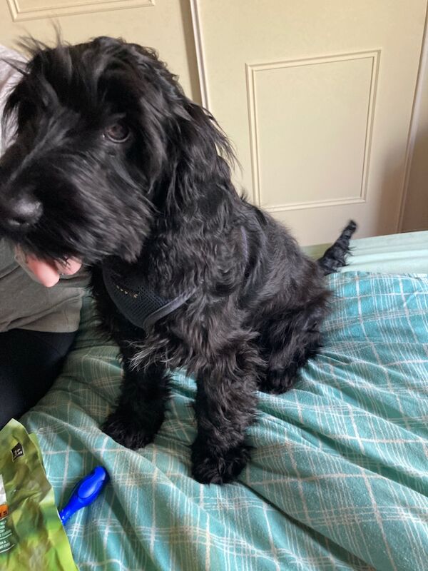 Cockapoo puppies for sale in Inverurie, Aberdeenshire – 10 months old - Image 5 of 7