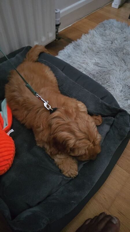 Cockapoo puppies for sale in Finsbury Park, Greater London – 11 weeks old - Image 2 of 3