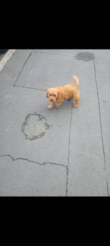 Cockapoo puppies for sale in Finsbury Park, Greater London – 11 weeks old - Image 3 of 3