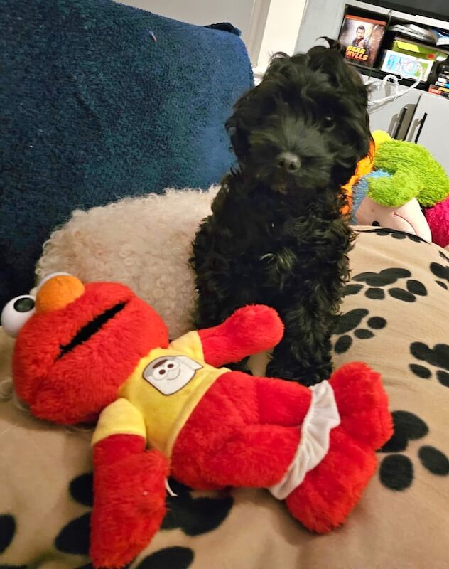 Cockapoo puppies for sale in Bangor, County Down – 10 weeks old