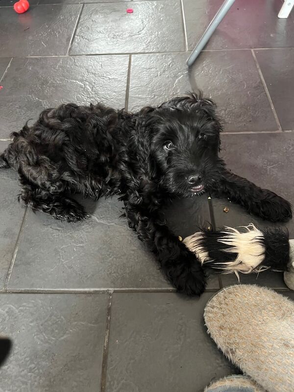 Cockapoo puppies for sale in Bangor, County Down – 11 weeks old - Image 2 of 3