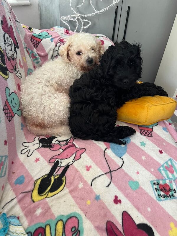 Cockapoo puppies for sale in Bangor, County Down – 11 weeks old - Image 3 of 3