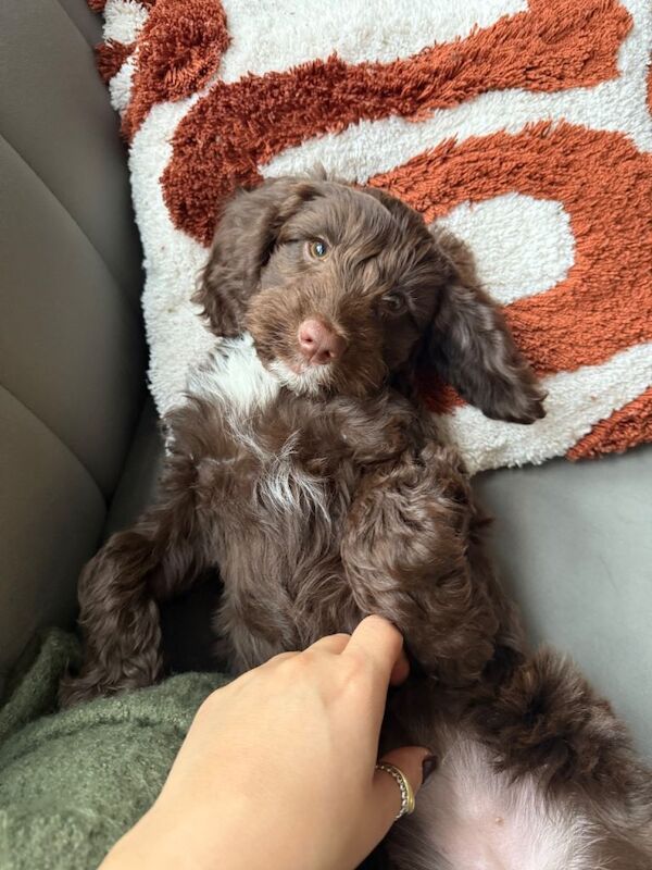 Cockapoo puppies for sale in Enfield, Greater London – 3 months old