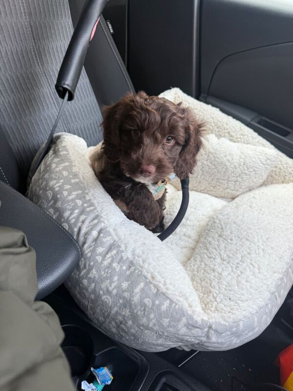 Cockapoo puppies for sale in Enfield, Greater London – 3 months old - Image 2 of 3