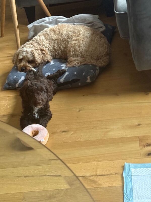 Cockapoo puppies for sale in Enfield, Greater London – 3 months old - Image 3 of 3