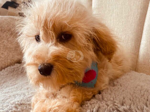 Cockapoo puppies for sale in Dungannon, County Tyrone – 1 year old - Image 3 of 5