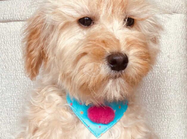 Cockapoo puppies for sale in Dungannon, County Tyrone – 1 year old - Image 4 of 5