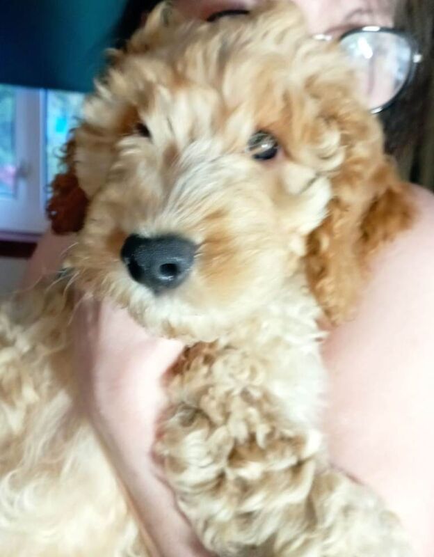 Cockapoo puppy for sale, Male, Apricott, Midlothian
