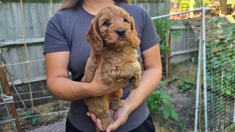 Cockapoo Puppy Girl Ready to Leave Soon Health Tested - Image 2 of 8