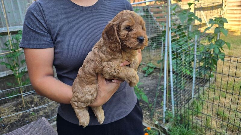 Cockapoo Puppy Girl Ready to Leave Soon Health Tested - Image 3 of 8