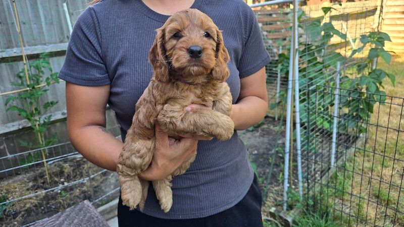 Cockapoo Puppy Girl Ready to Leave Soon Health Tested - Image 5 of 8