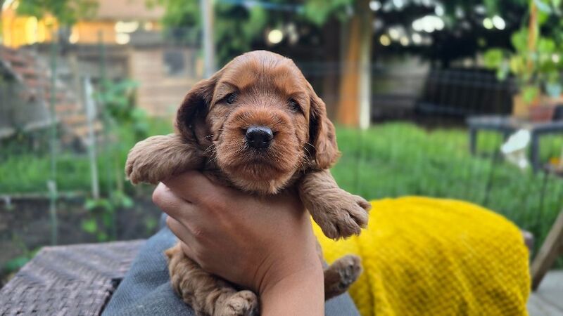 Cockapoo Puppy Girl Ready to Leave Soon Health Tested - Image 6 of 8